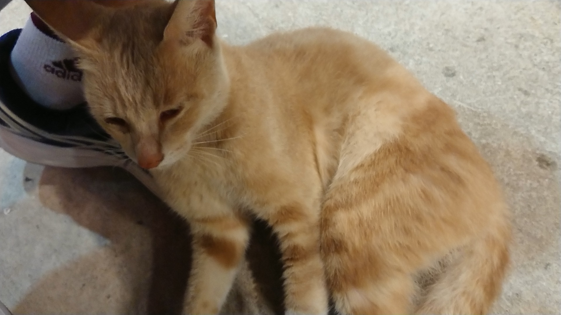 タケピーは語りたい