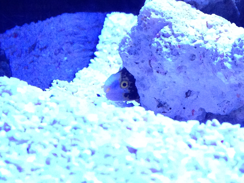 #001 こんばんは、新十郎です。