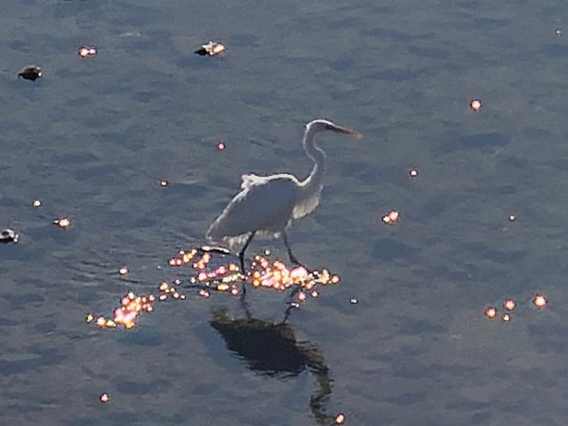 はよ、あきらめなはれ