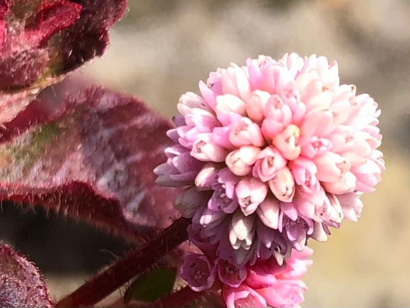 嫌われてもいい