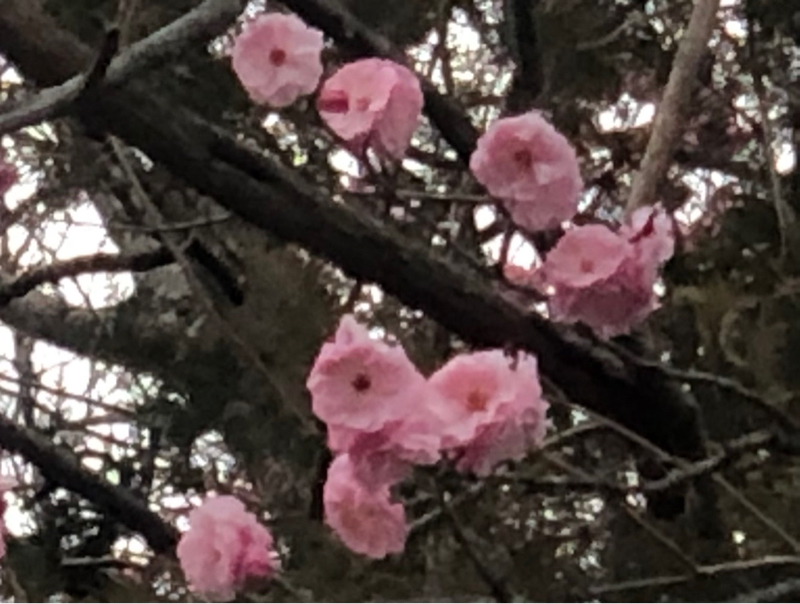 バカにされる勇気