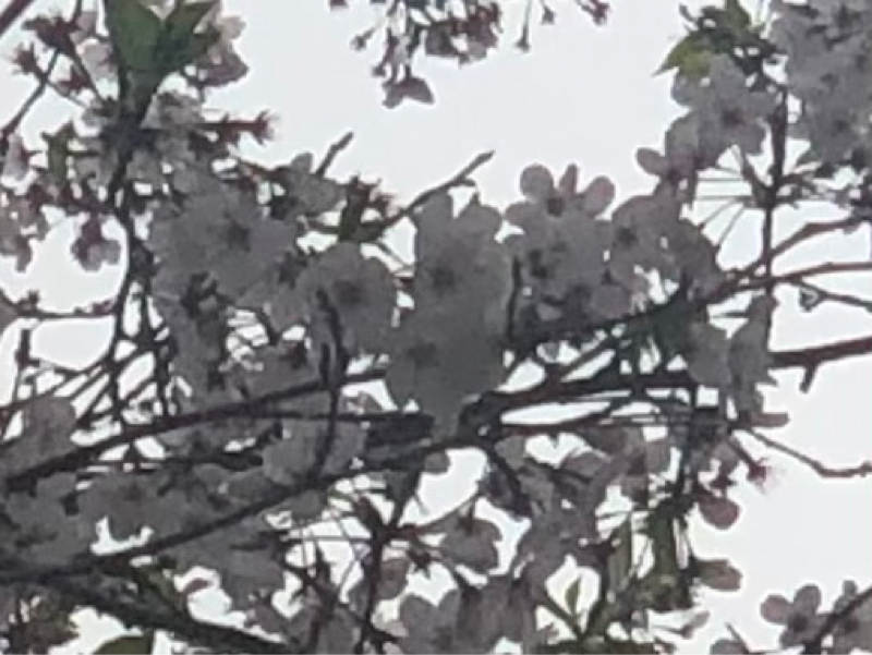 口癖