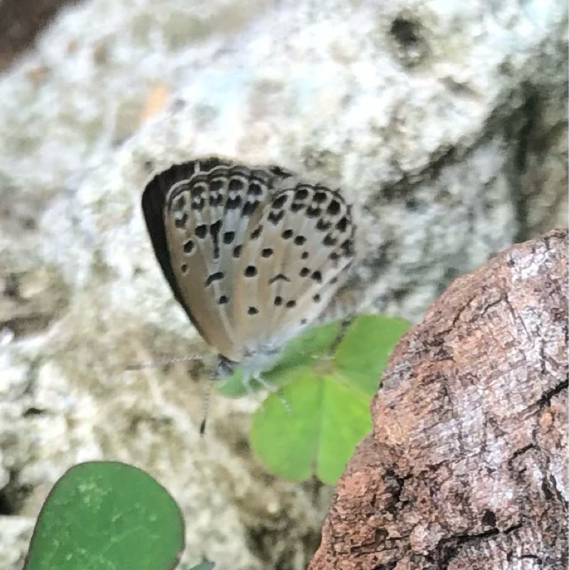 これも愛