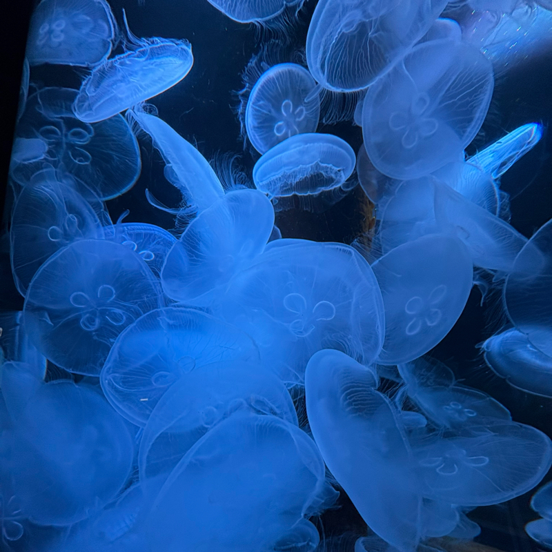 夢をみせてかもしれない