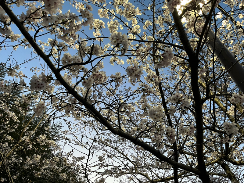 音楽とかに出会い直す