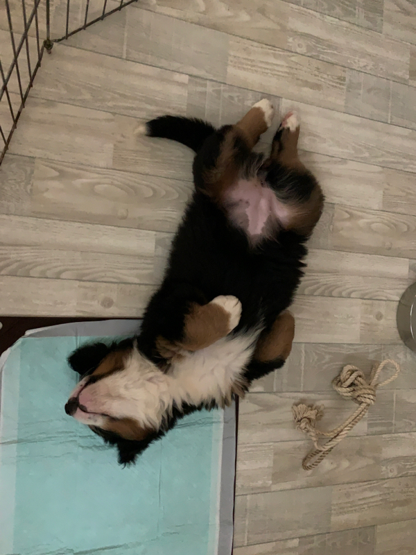 ミニマリストしぶvs地味変パート2