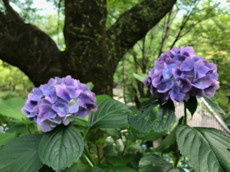 【女一人旅】弾丸日帰りで奈良県に行った話