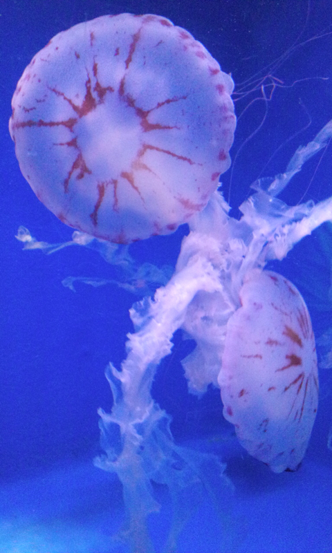 ほつれた世界のがらくた箱