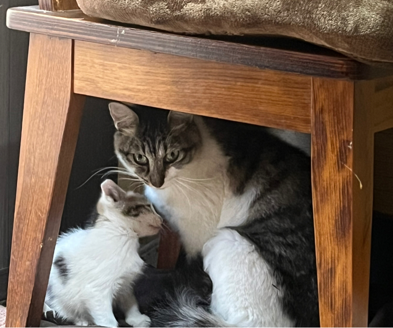 豪将の好きな曜日