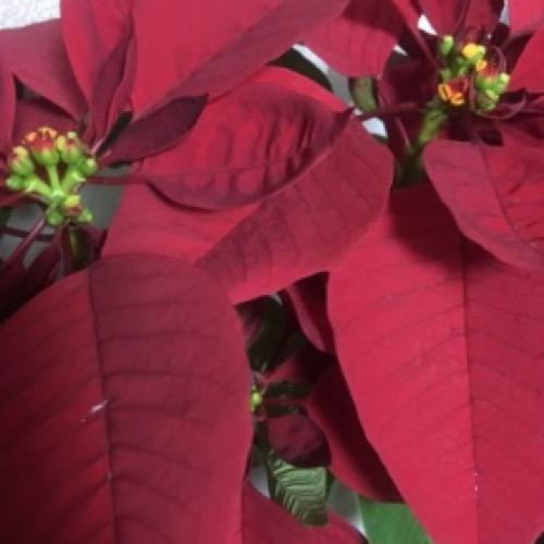 ゆる4回目の正直とーく