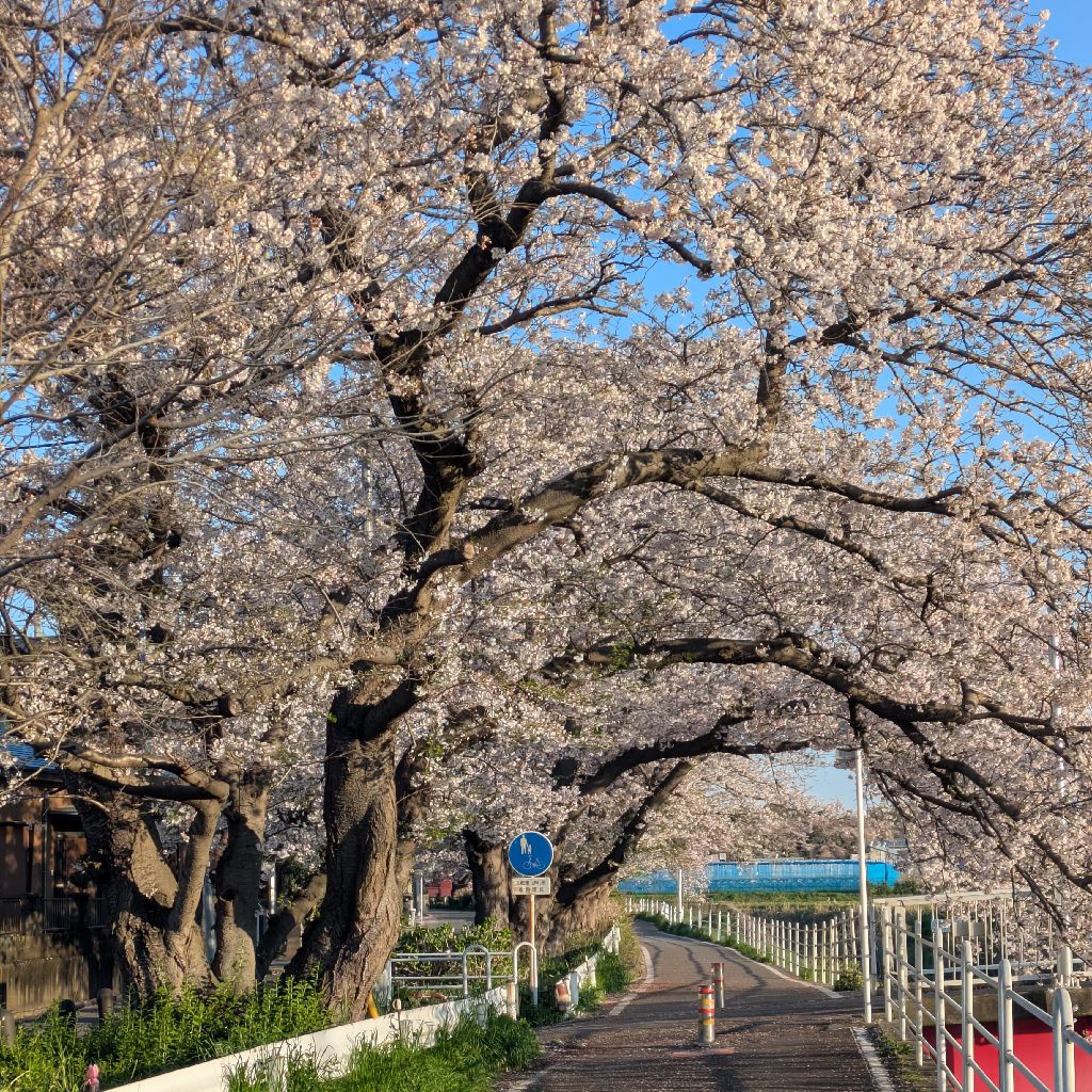 バイク決めてきた。