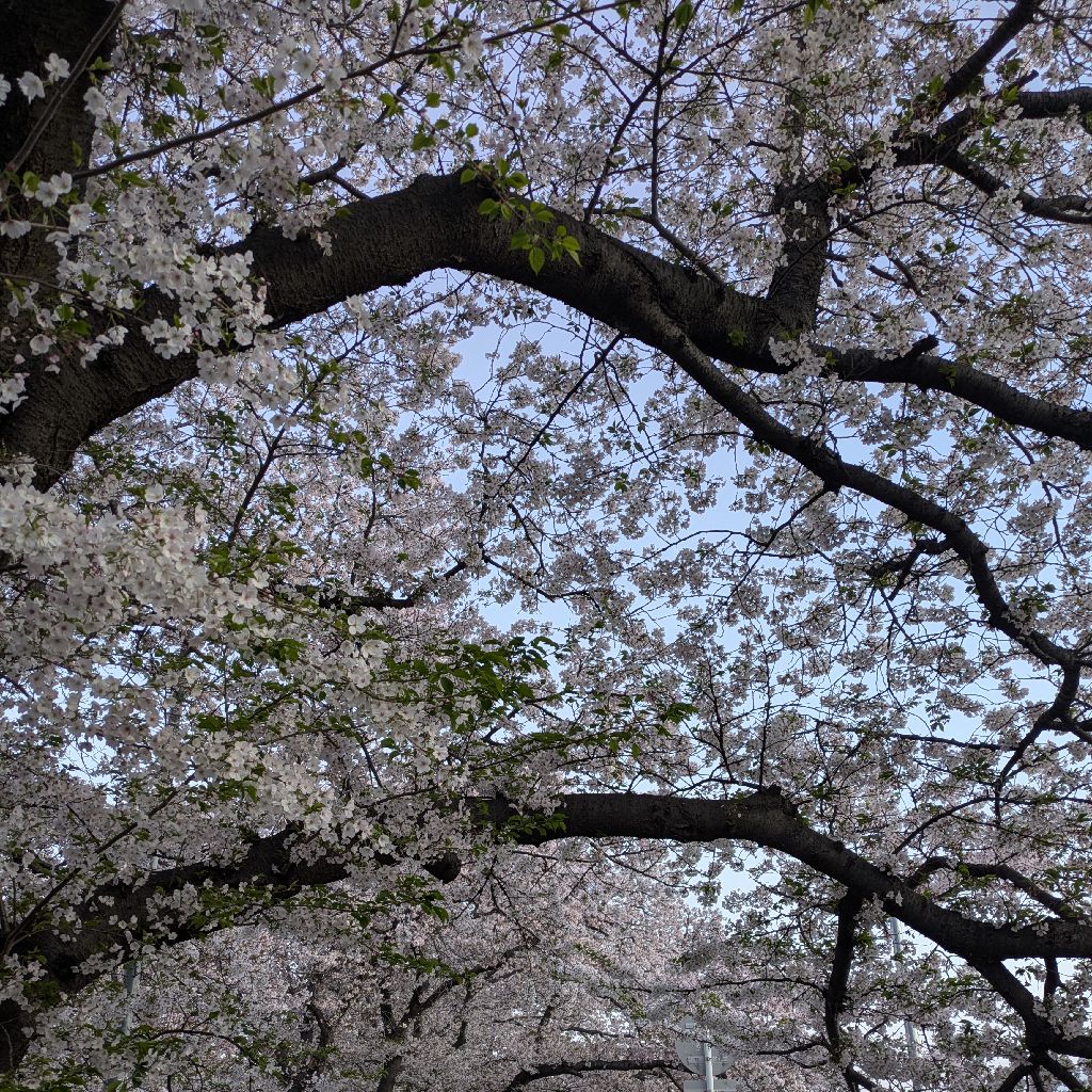 自転車のハンドサイン？