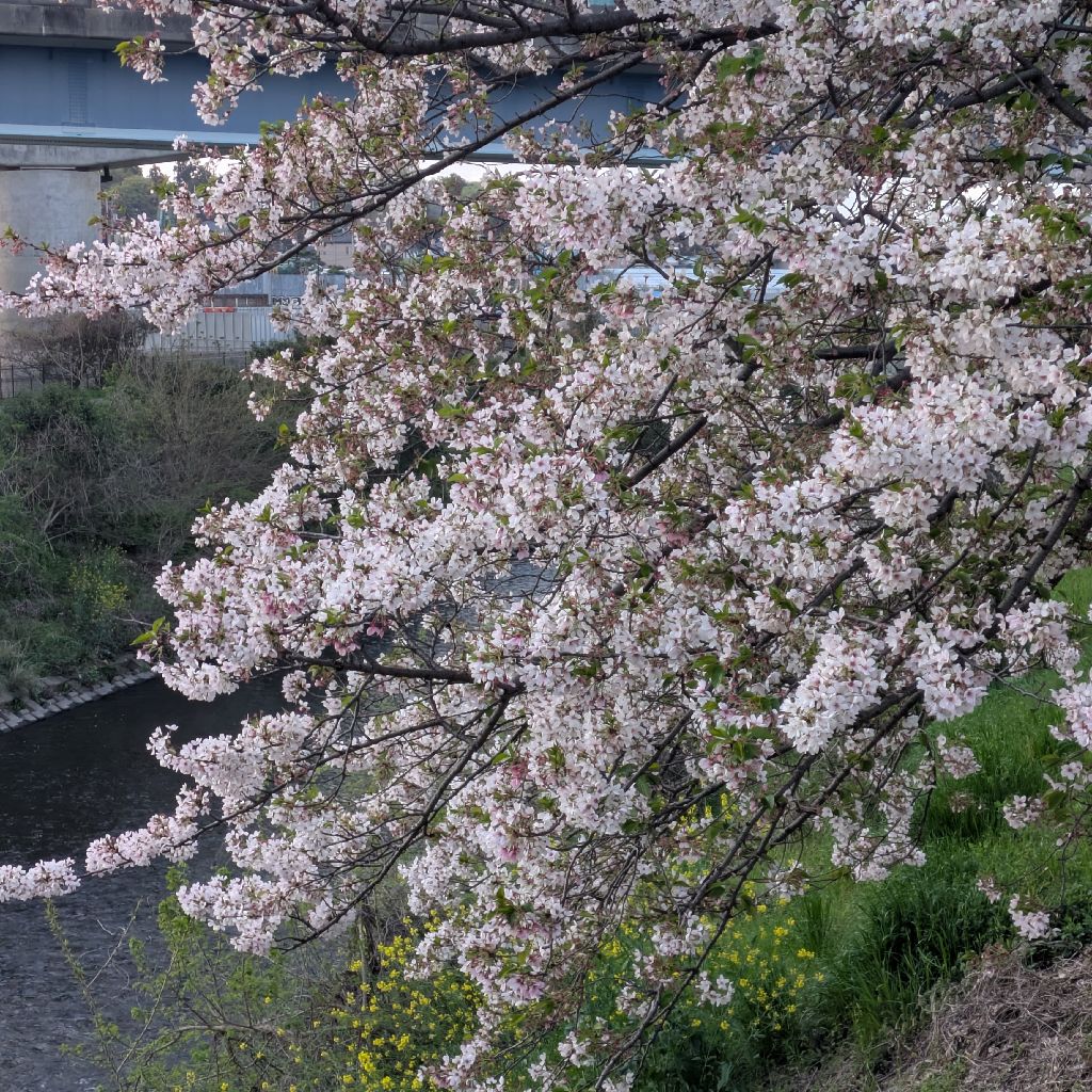 ナンバー取得。