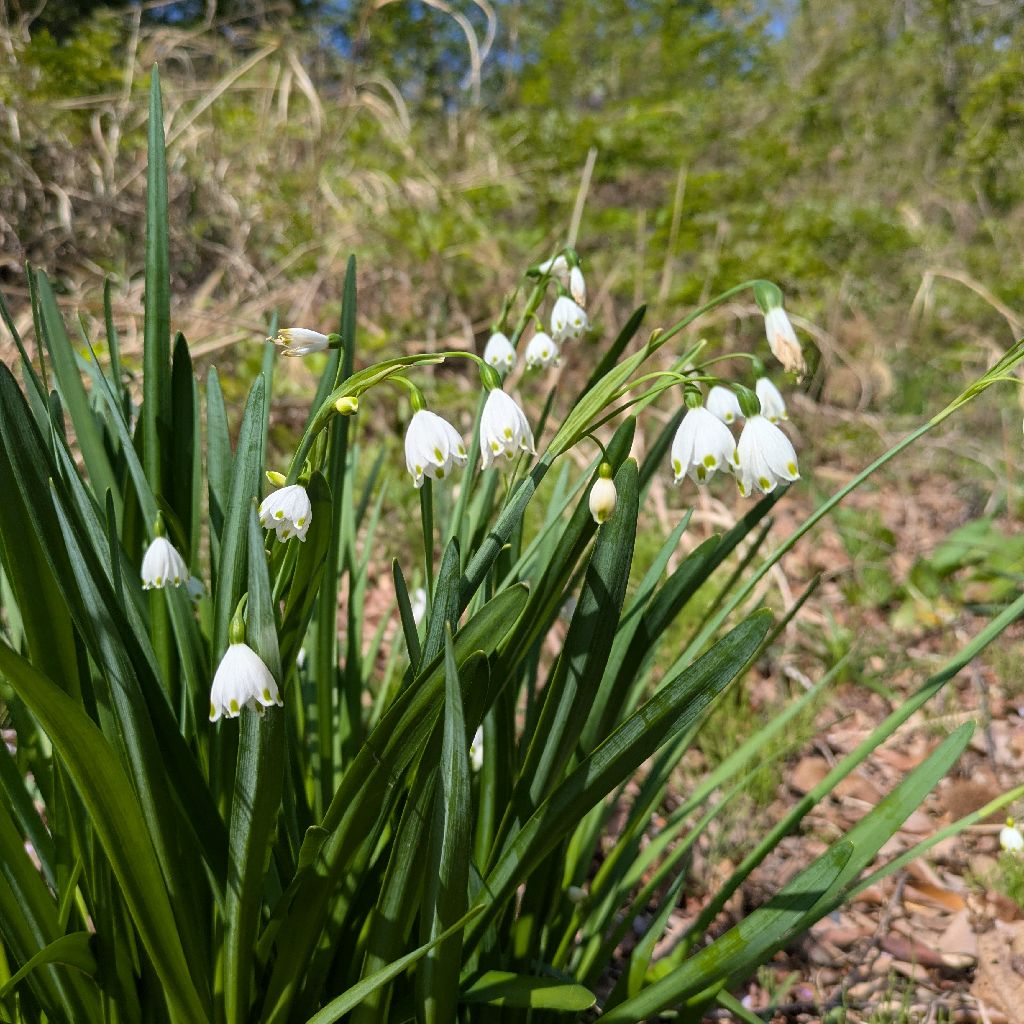 明日はお休みですか？