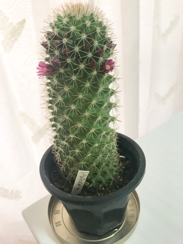 最近あった嬉しいこと