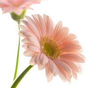 wandayの今日イチオシのお花🌼Ｎｏ．3