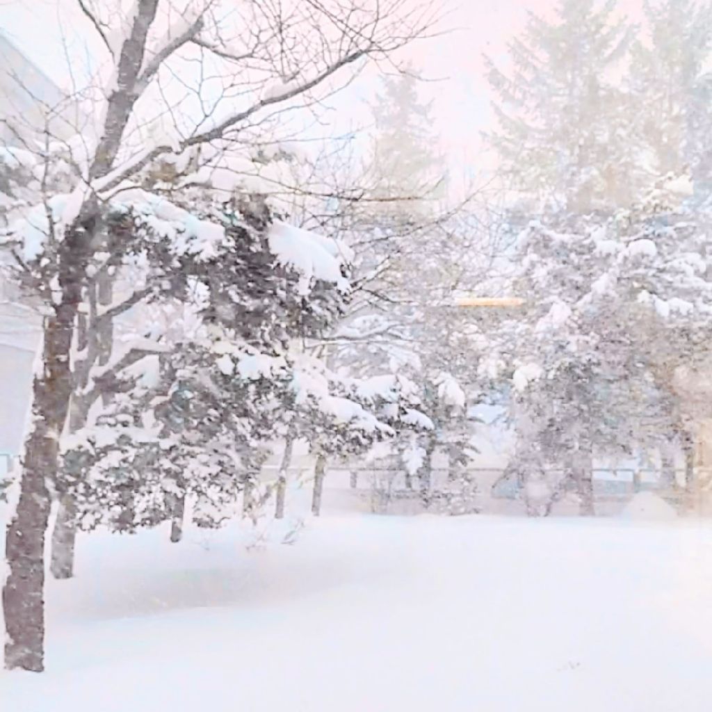 【歌】カレーの歌/くるり【収録の日/MusicSunday】