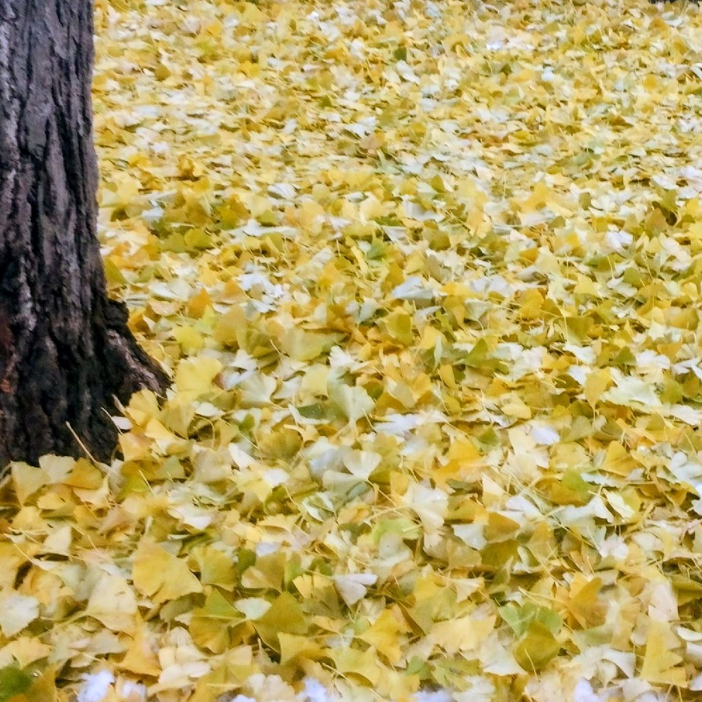 【歌】カレーの歌/くるり【収録の日/MusicSunday】