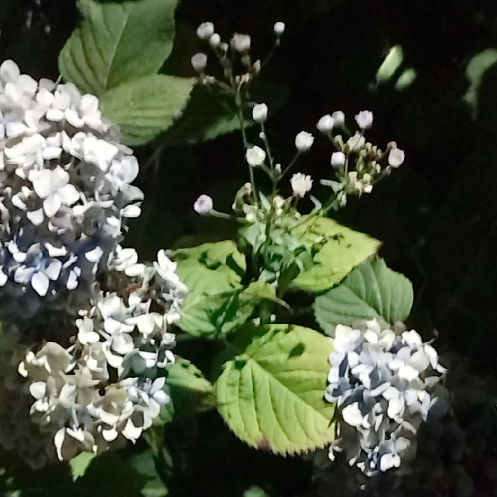 【first take】いちご白書をもう一度/石川ひとみ様【歌】