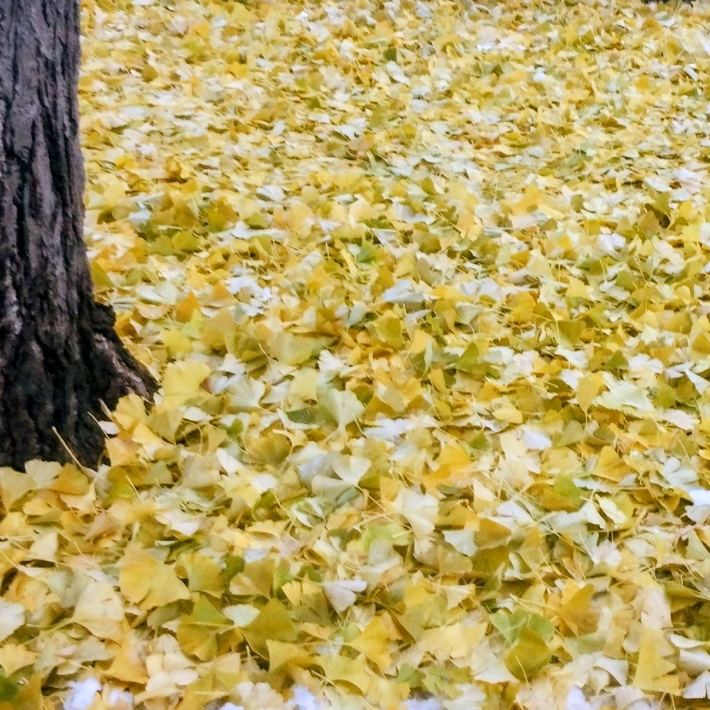 【歌】カレーの歌/くるり【収録の日/MusicSunday】