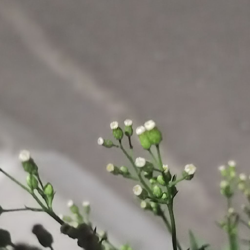 【歌】3.11 花は咲く【1st take】