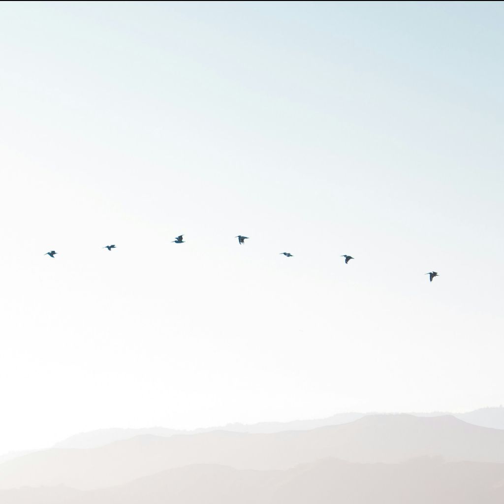 街中のエゾセンニュウ？？🐦