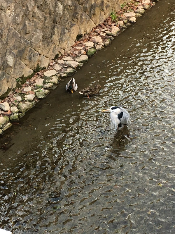 リズと青い鳥について
