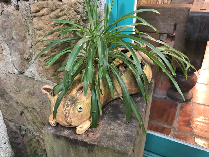 最近のしのちゃんの話