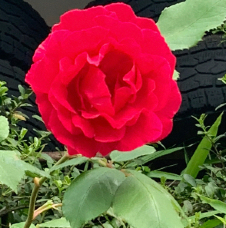 爆音映画祭in劇場版シティーハンター新宿プライベート アイズ感想トーク