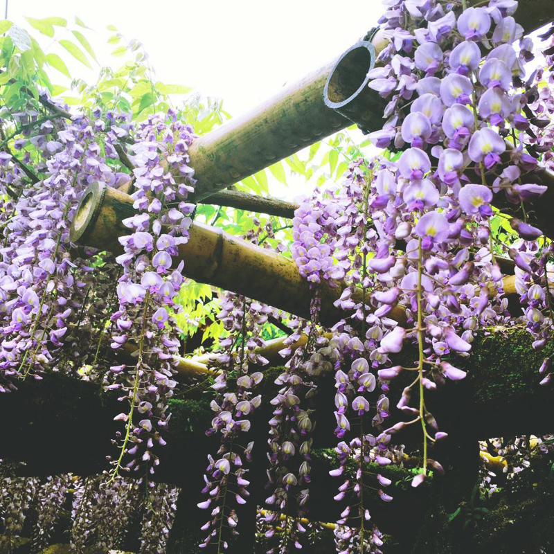 【今日は何の日】5月8日声の日