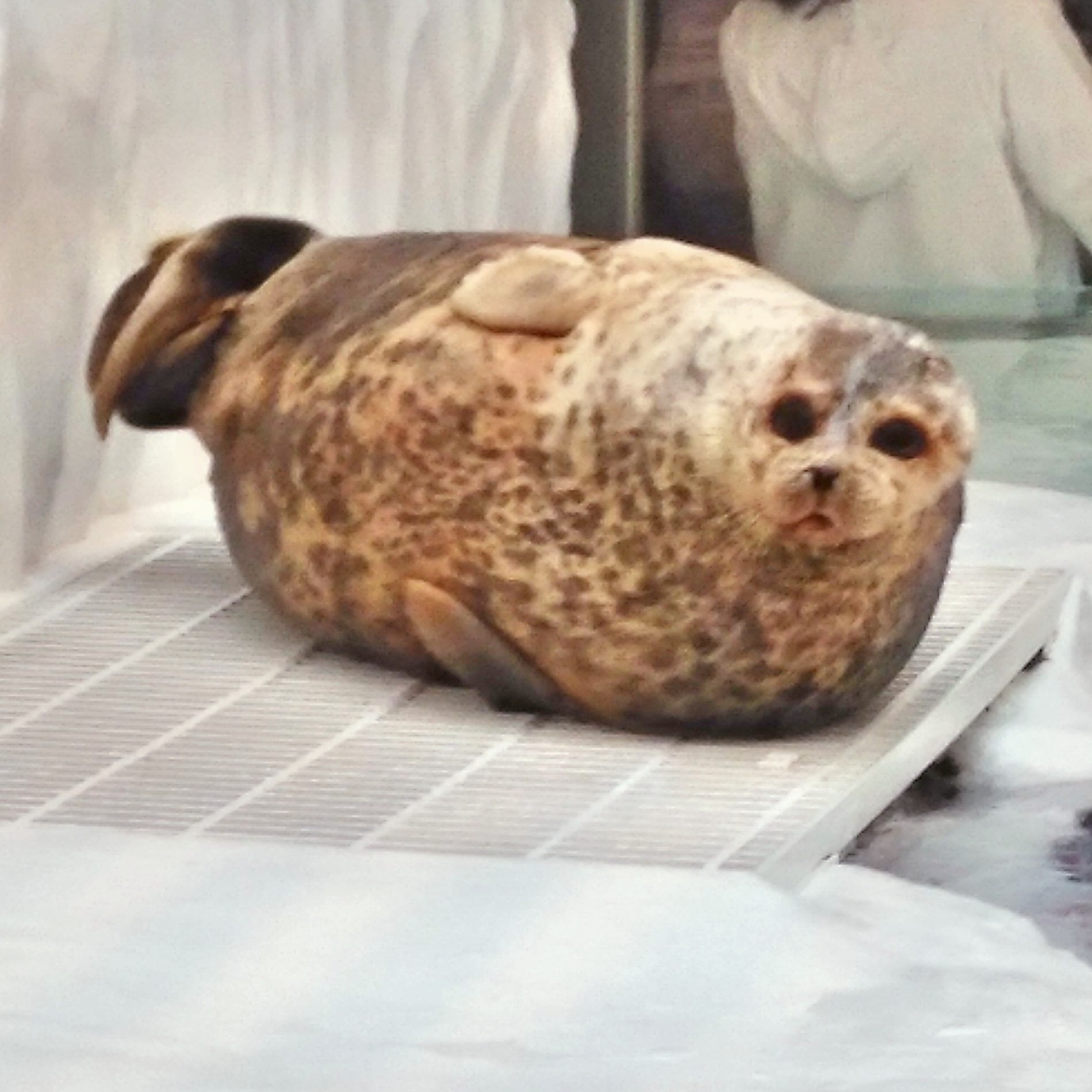 【今日は何の日】7月21日自然公園の日