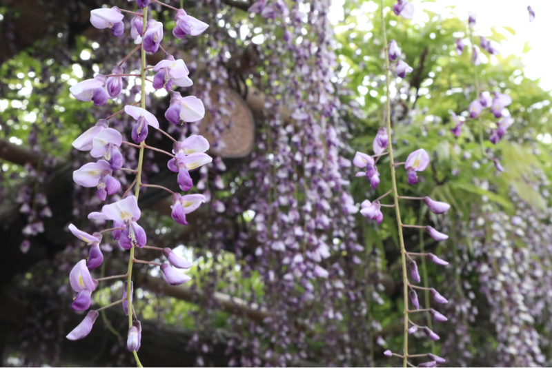 今日は何の日 5月28日花火の日 もぐもぐちゃんのradiosns Radiotalk ラジオトーク