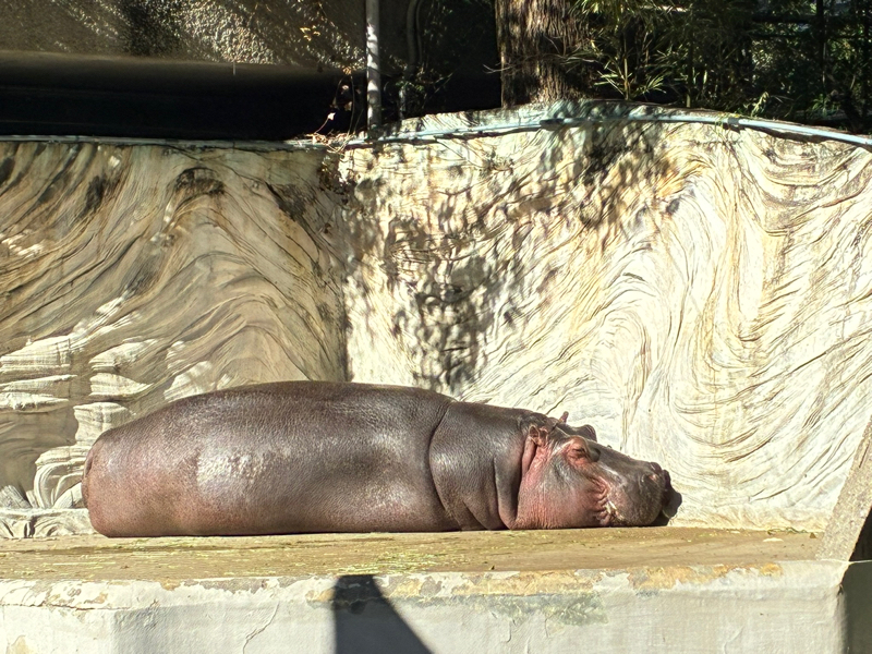 2026年になった気がしない私