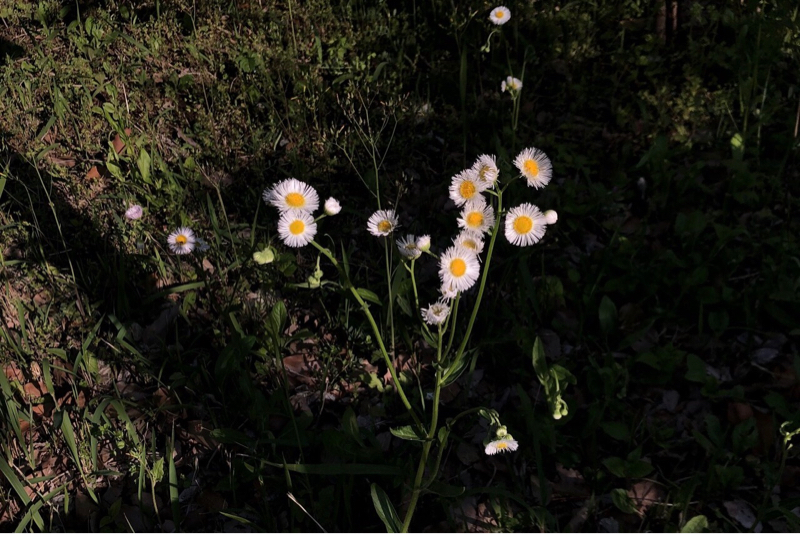 苦手なことと得意なこと