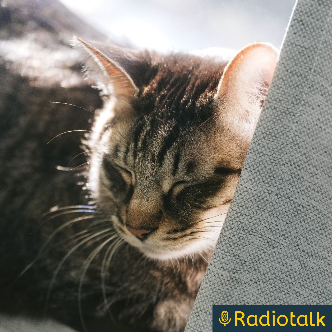 猫の戯言 podcast artwork