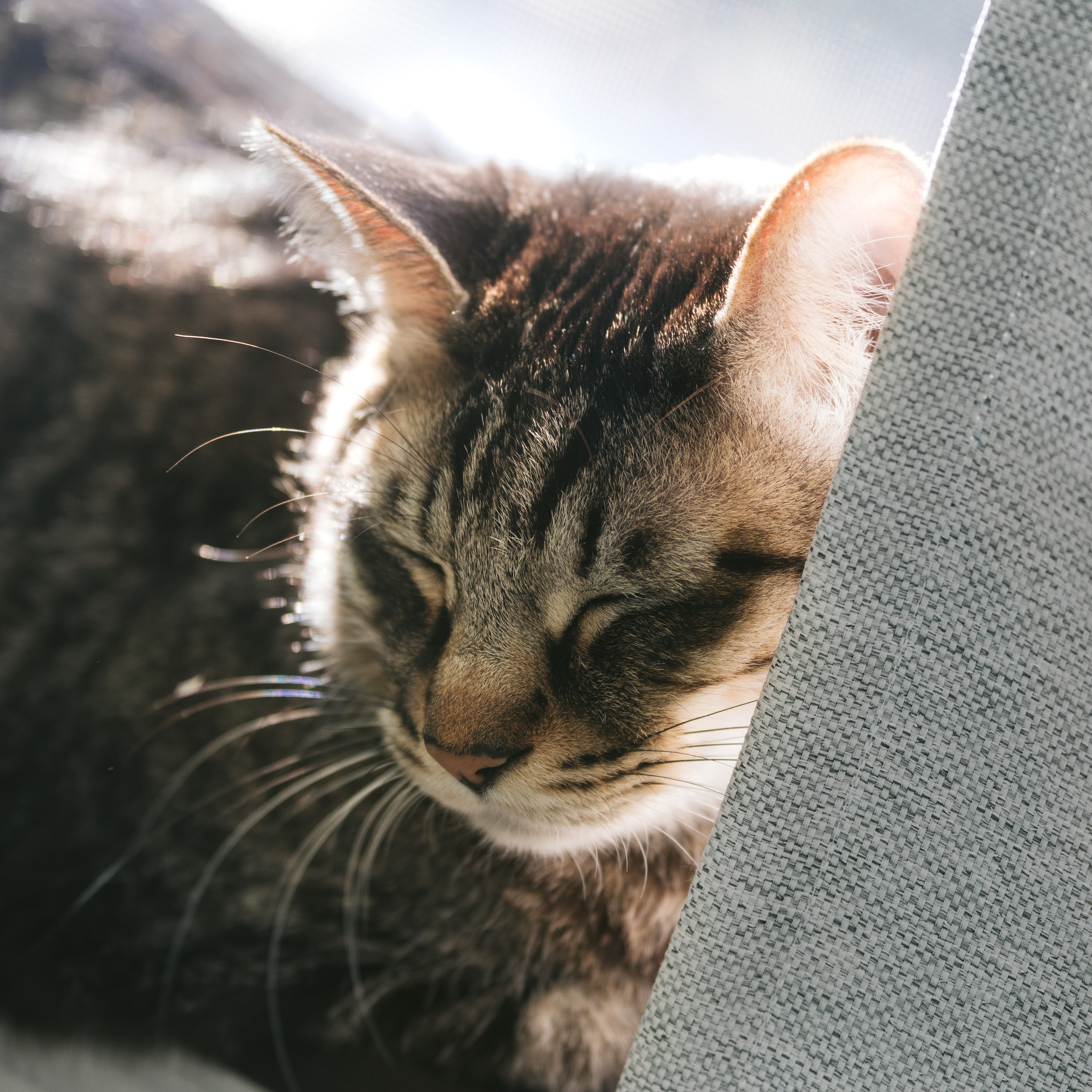 ♯9 おっぱいの、おっぱいによる、おっぱいのためのお話