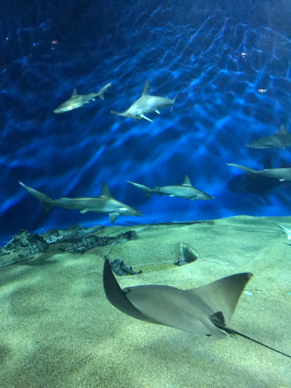 第1回 おやすみ、雑談