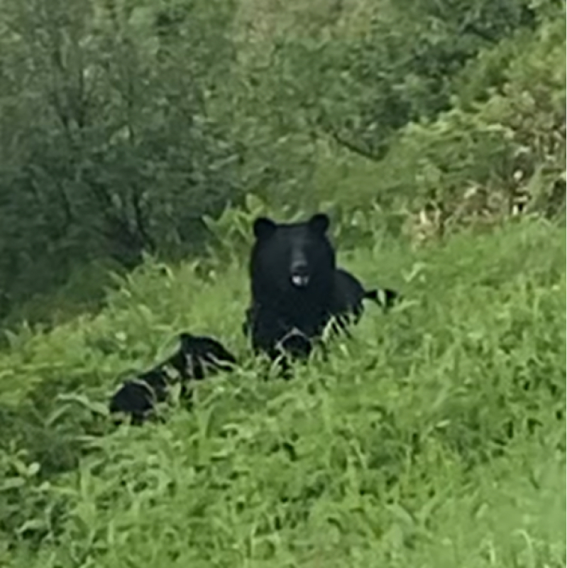 #279 なおち、熊に会う