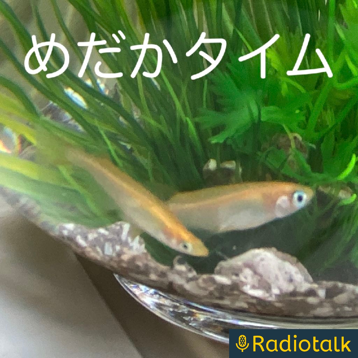 めだかタイム cover art