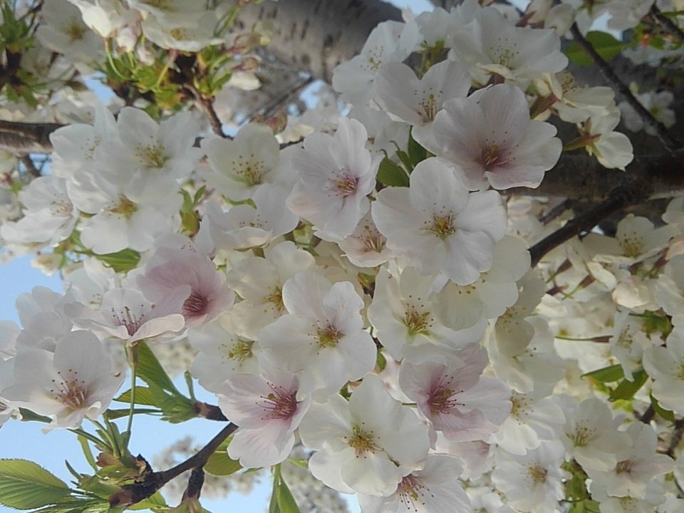 #17 ラジオドラマ『釣り人』