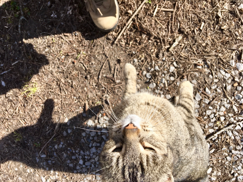 京都弁話したいねん。