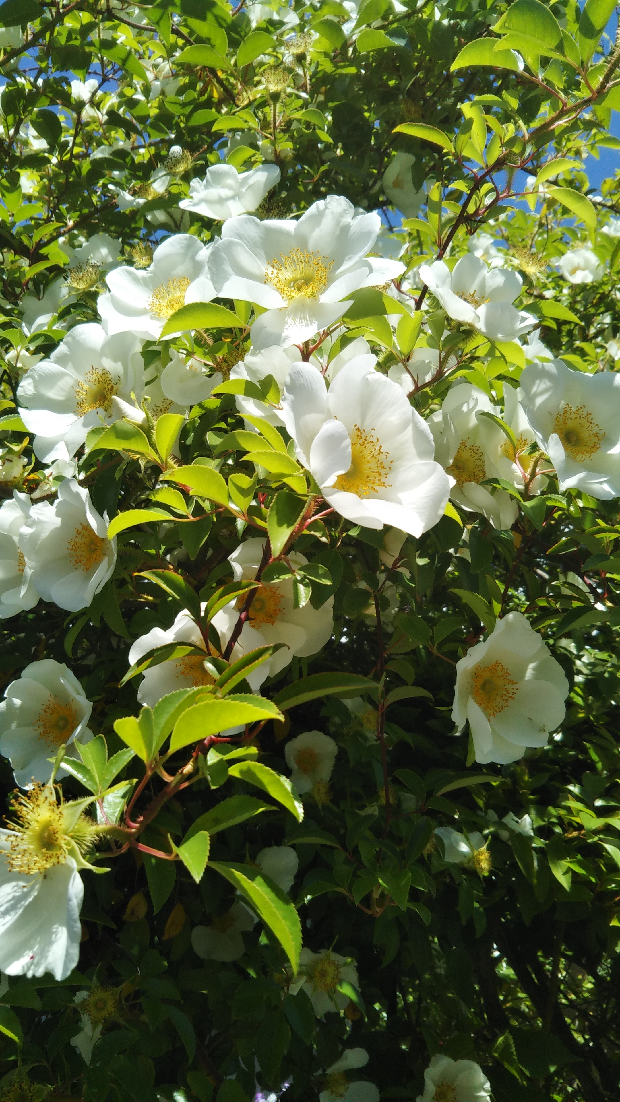 中原中也『疲れやつれた美しい顔』