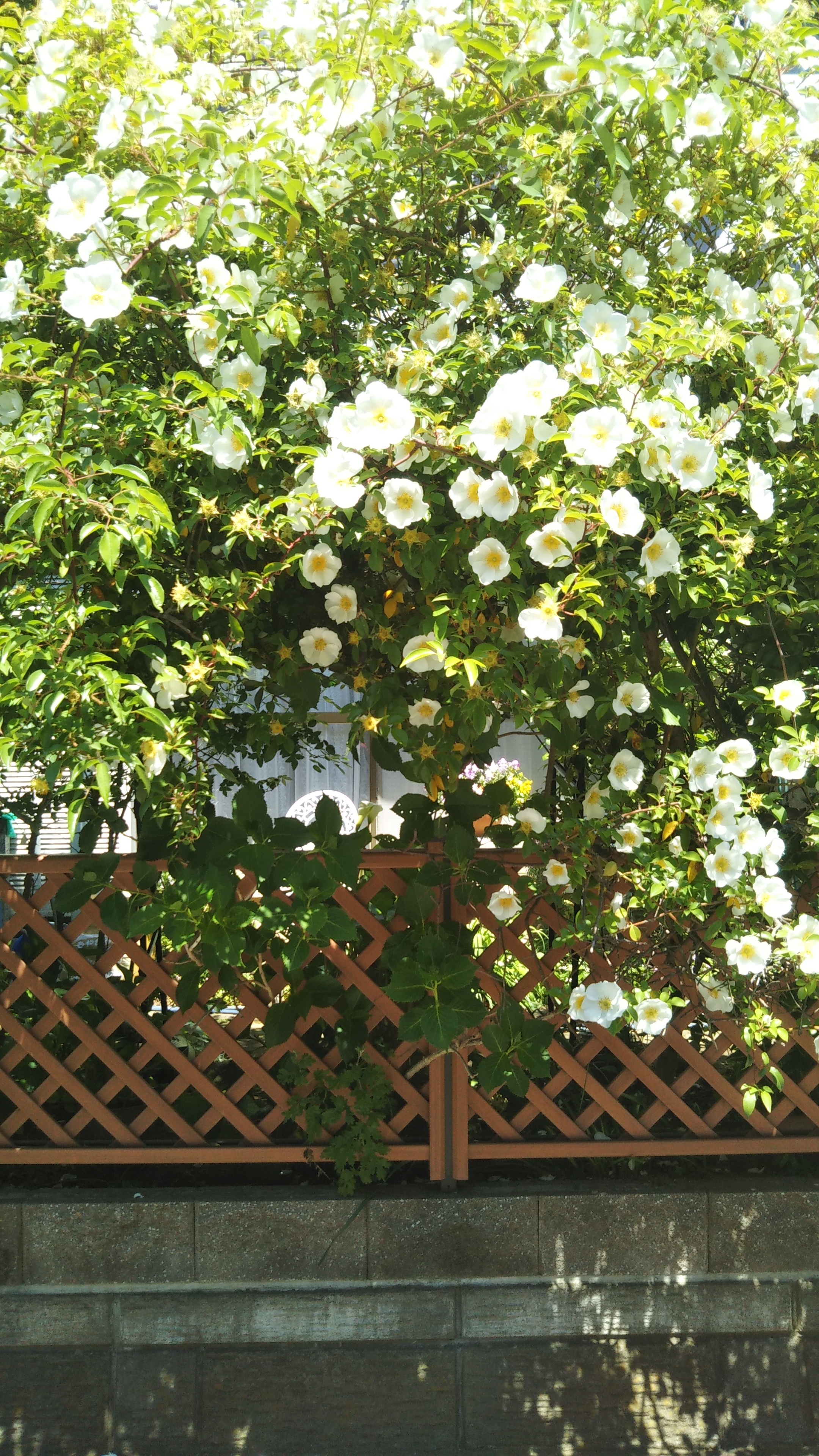 金子みすゞ『月のひかり』