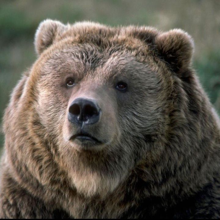 【セミになりたい】めぐま🧸