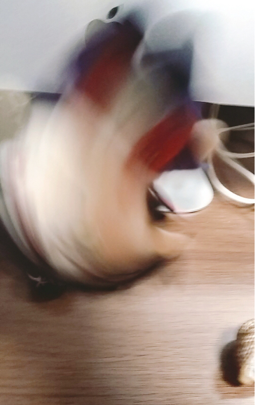 フレンズが塩すぎて一人でおはブロ噛み締めてニチョキモ喋りしてしまった