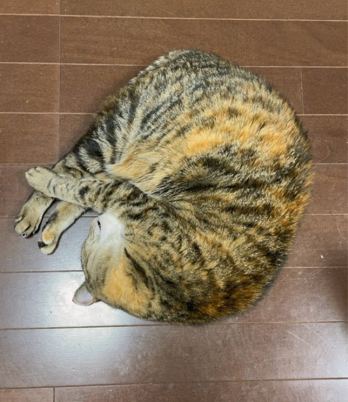 猫とお掃除機能
