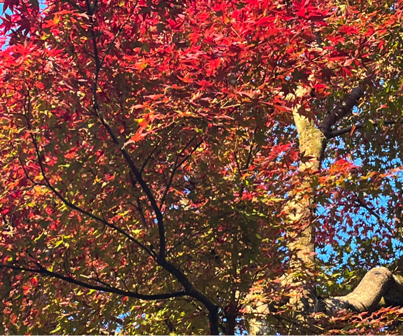 私は，今日、豊かさを開く(11/24)
