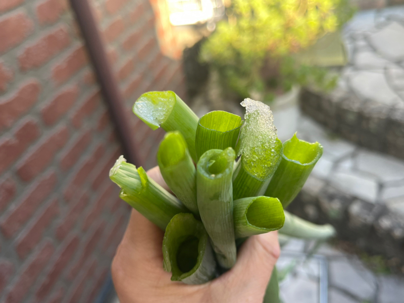 おネギにありがとう💕1/12