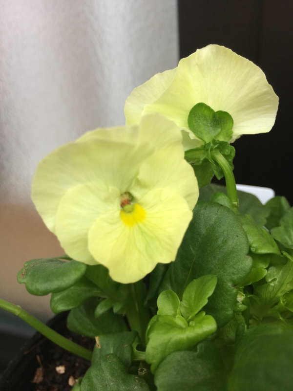 【第1回】ご挨拶