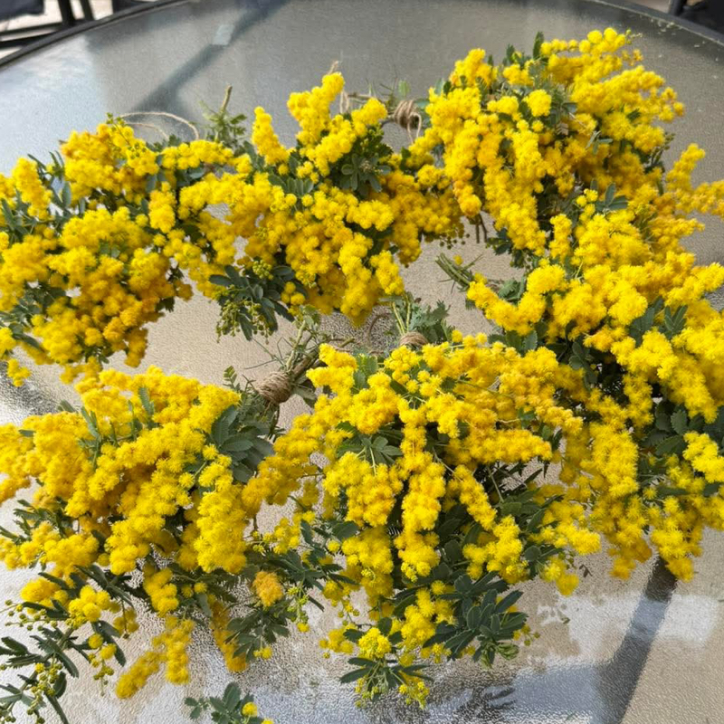 #571 ルート限定プレミアム💰　笑笑ミモザ会🏵️